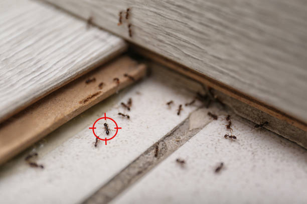 Best Pest Prevention Services  in Agler Beach, FL