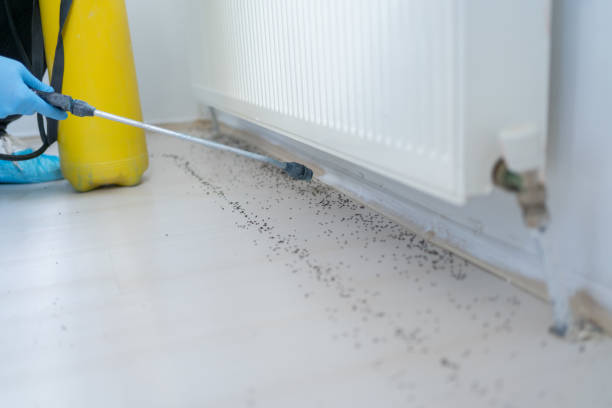 Best Termite Control Services  in Agler Beach, FL