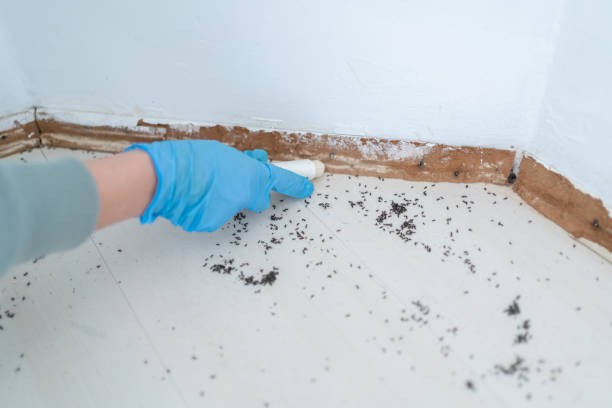 Best Flea Control Services  in Agler Beach, FL